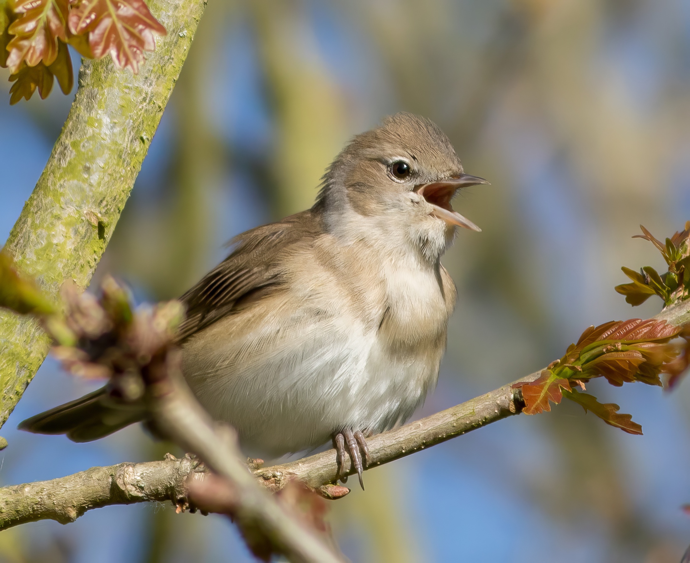 GardenWarbler May2019 LaughtonForest GPCatley