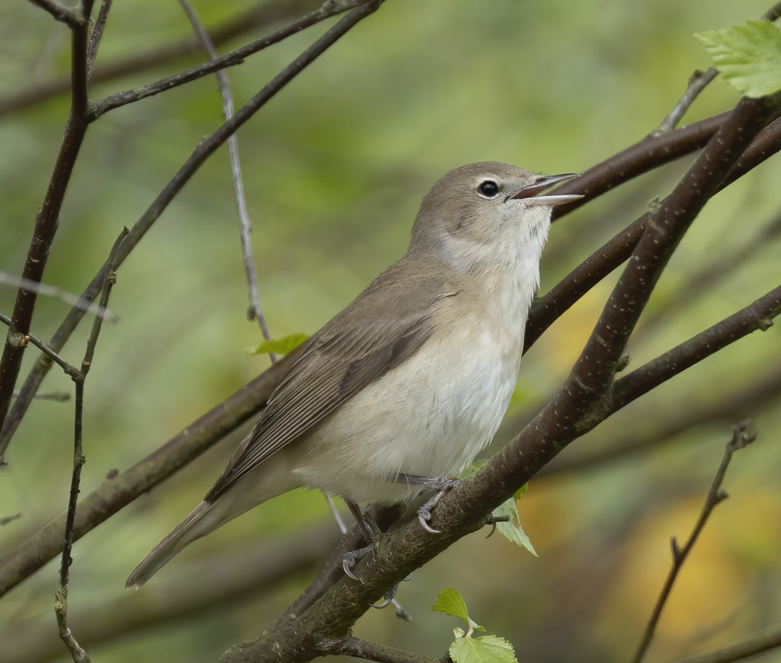 GardenWarbler May2019 LaughtonForest GPCatley