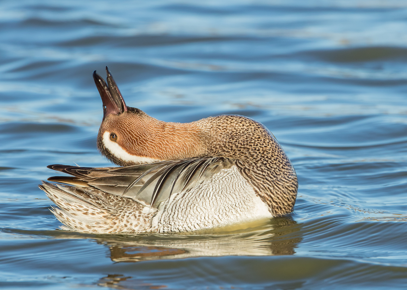 Garganey 170416 Grainthorpe MarkJohnson