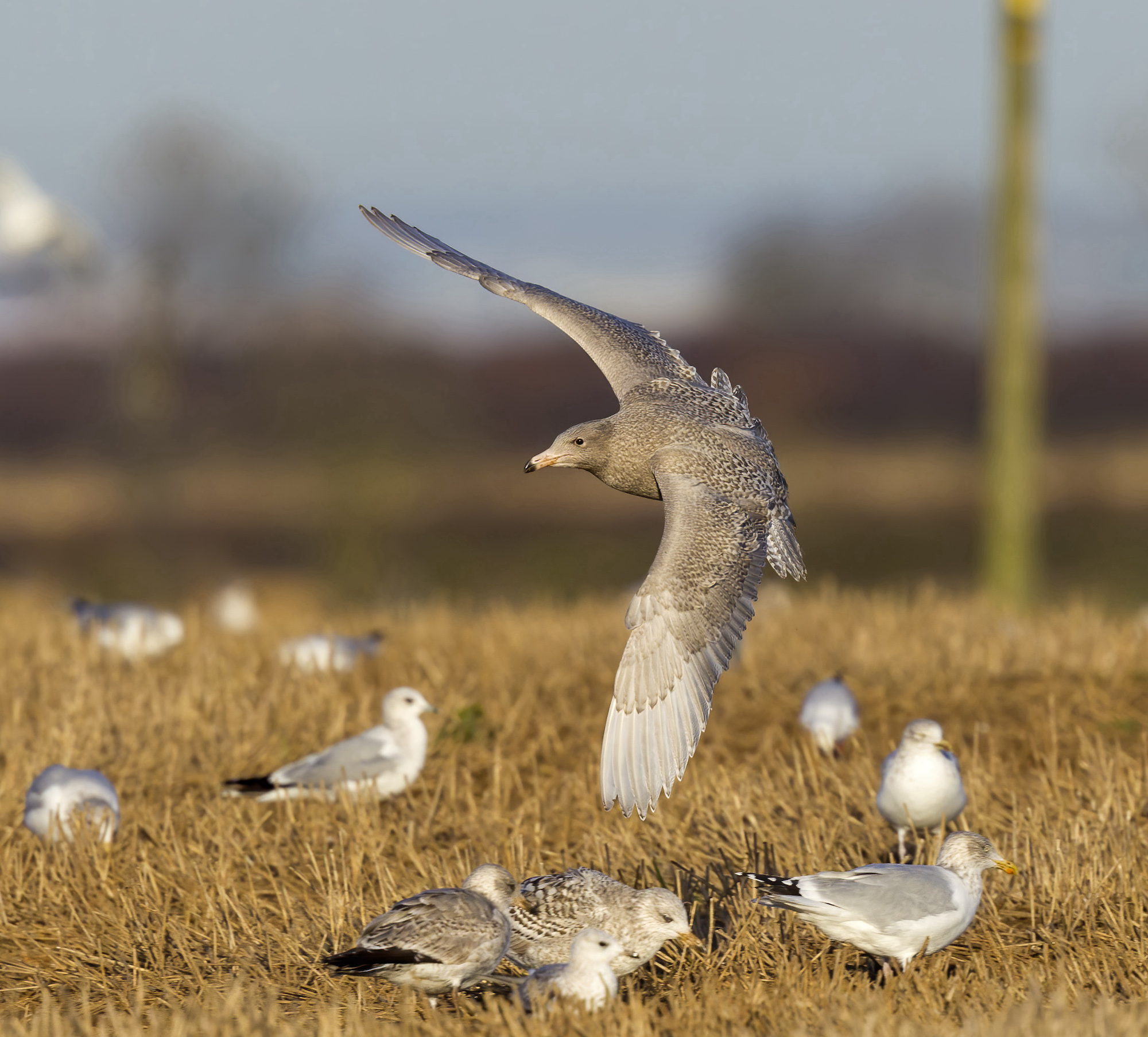 Glaucous Gull Elsham Wolds November 2012 G P Catley