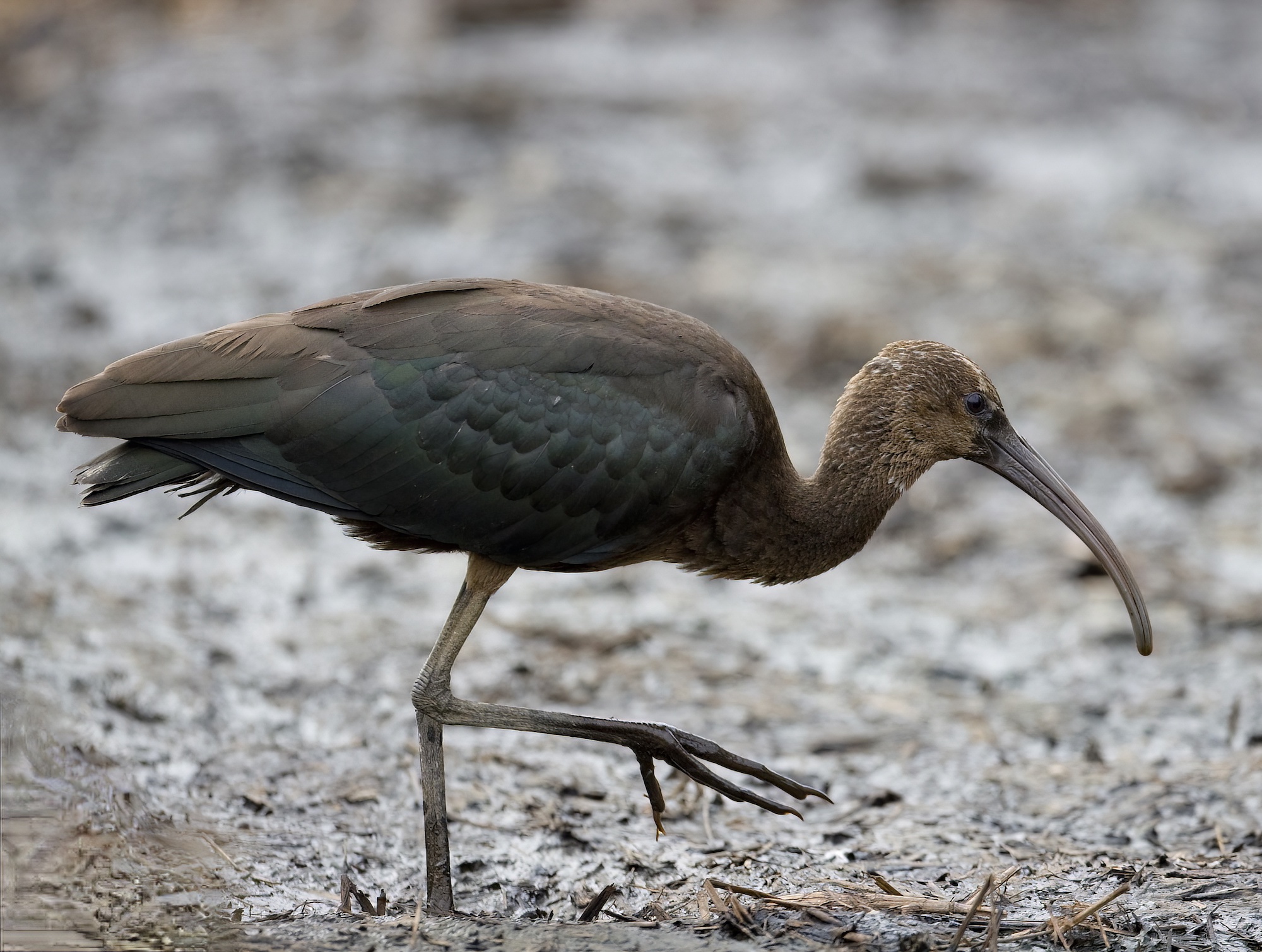 GlossyIbis2 260909 Covenham GPCatley 1 topaz denoise