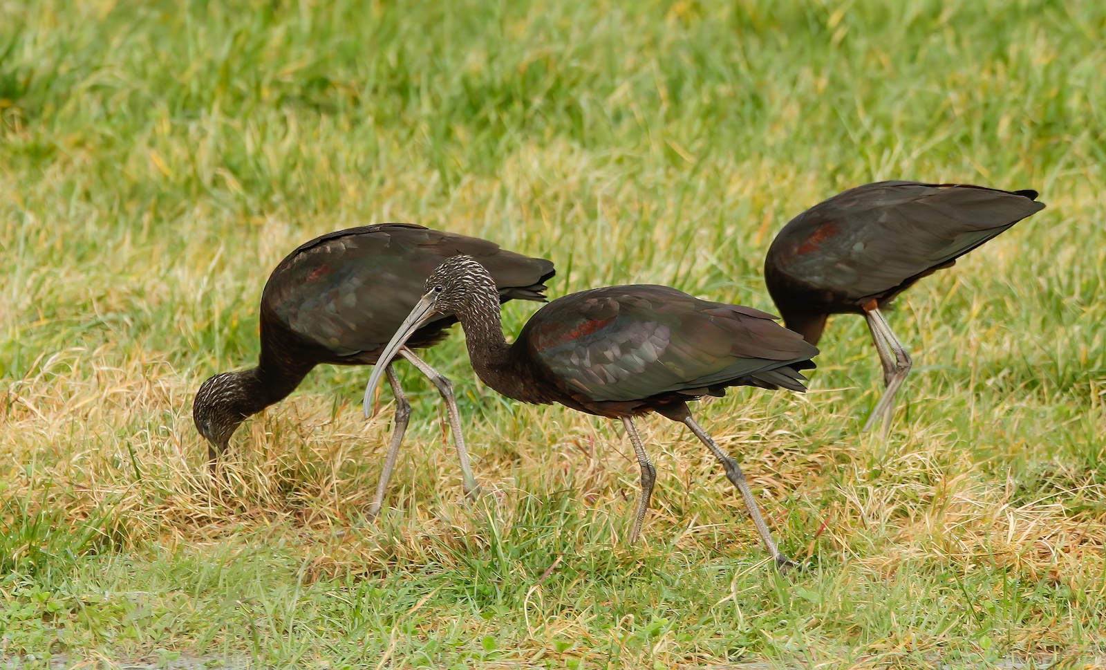 GlossyIbis 090312 Saltfleet MarkJohnson topaz denoise sharpen