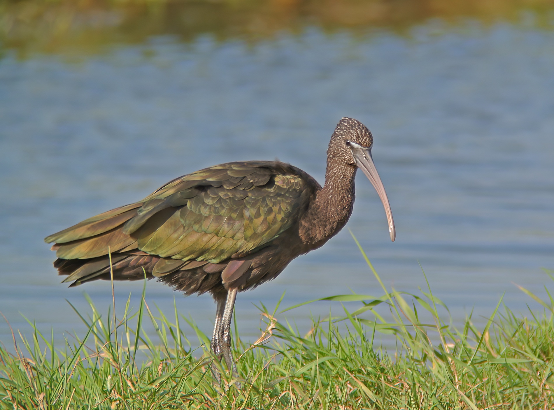 GlossyIbis 090714 Frampton PSullivan topaz denoise