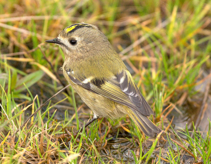 Goldcrest 141014 Donna Nook BMClarkson