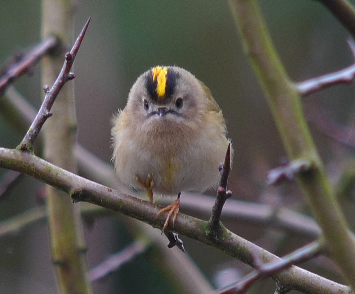 Goldcrest 280109 Tealby RHayes