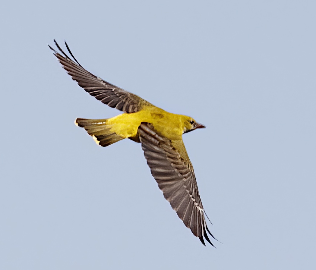 GoldenOriole1 250512 HowdensPullover GPCatley topaz enhance