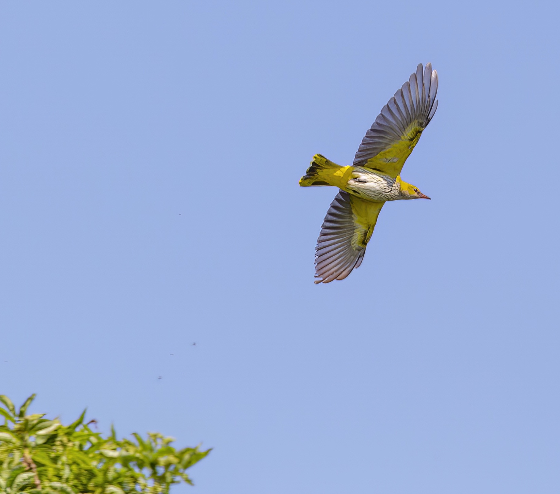GoldenOriole2 250512 HowdensPullover G P Catley topaz denoise