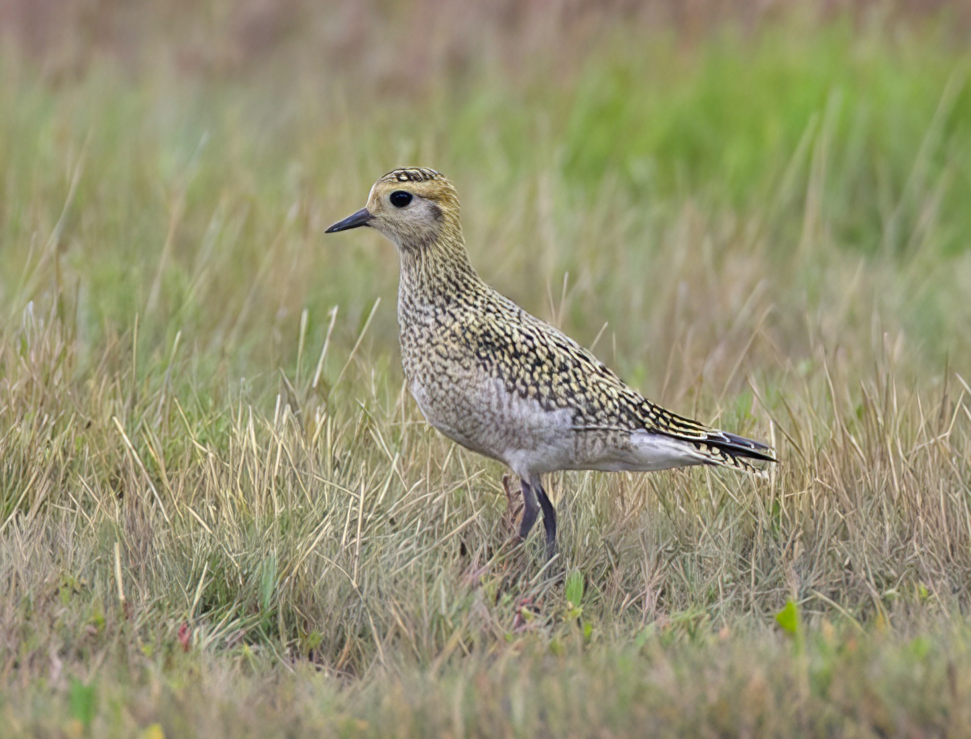 GoldenPlover 190914 NorthLincs GPCatley topaz enhance