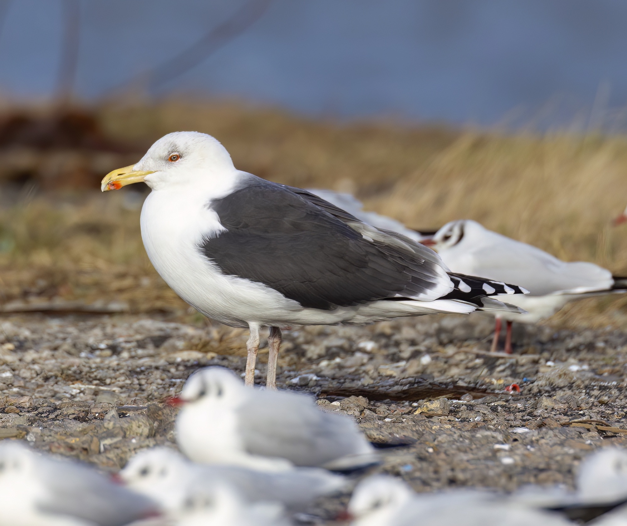 GreatBlackBackedGull Jan2020 GrimsbyDocks GPCatley topaz denoise