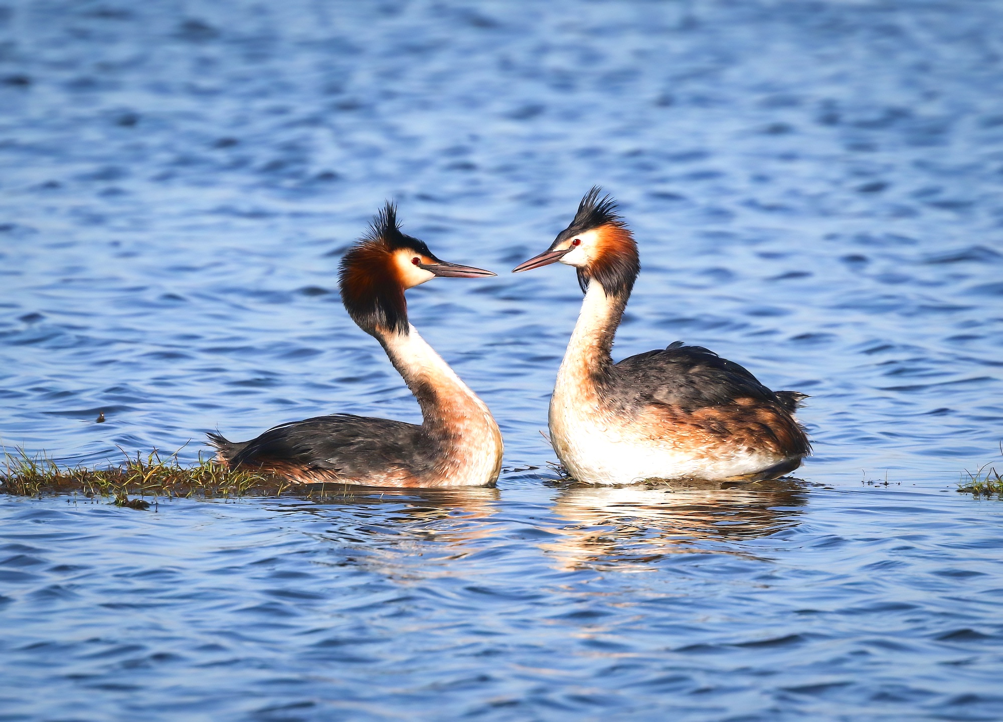 GreatCrestedGrebe 260419 FramptonMarsh JRClarkson topaz denoise