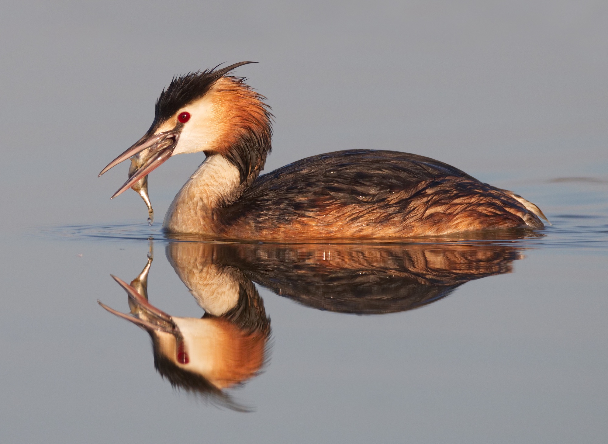 GreatCrestedGrebe FramptonMarsh Aug2020 NeilSmith topaz sharpen