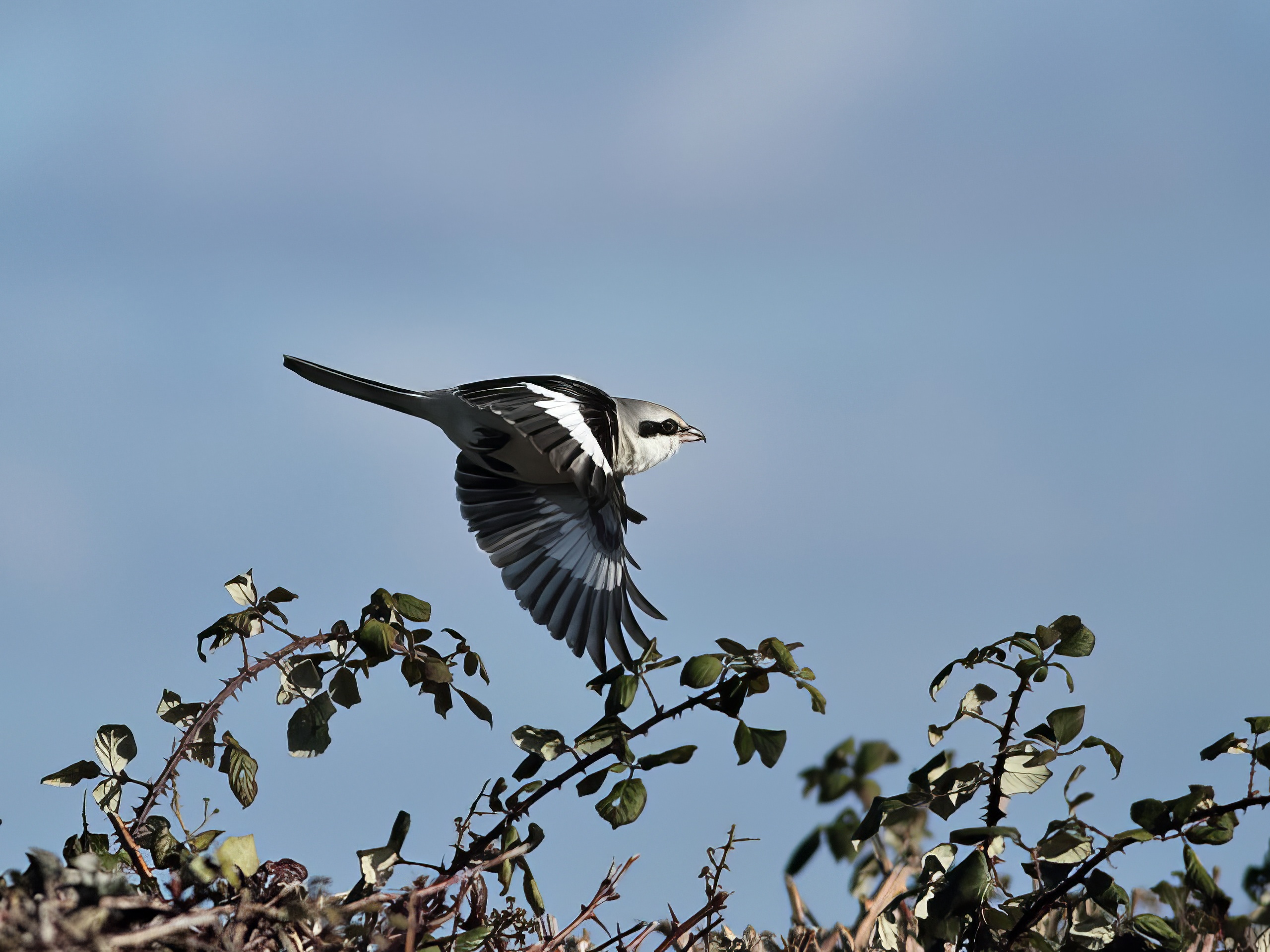 GreatGreyShrike 040214 Aisby RHayes topaz enhance