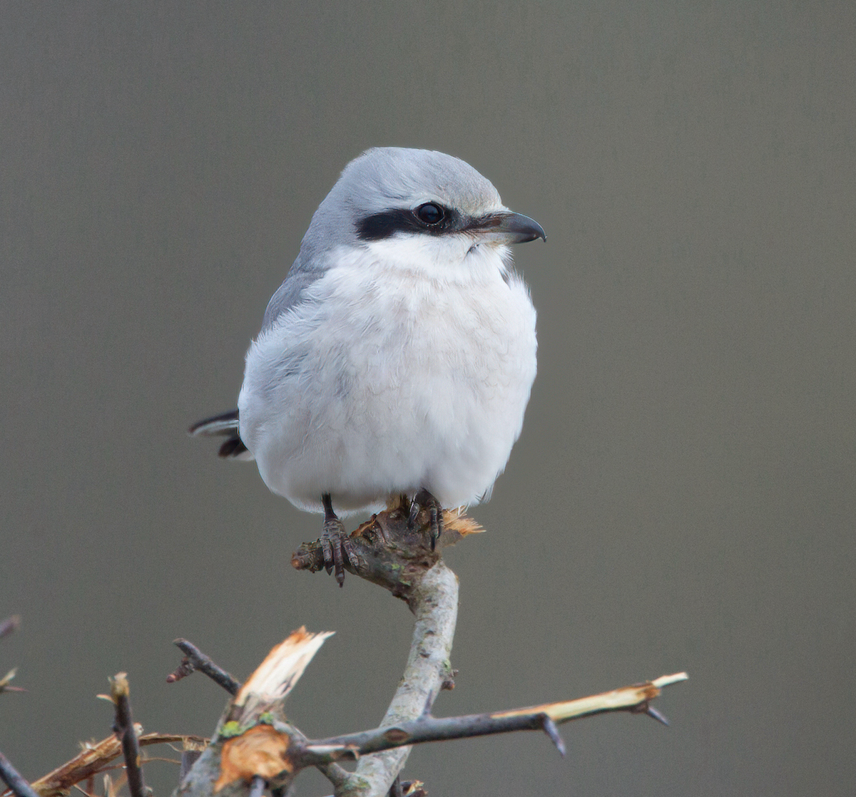 GreatGreyShrike 310115 WoldNewton MDJohnson
