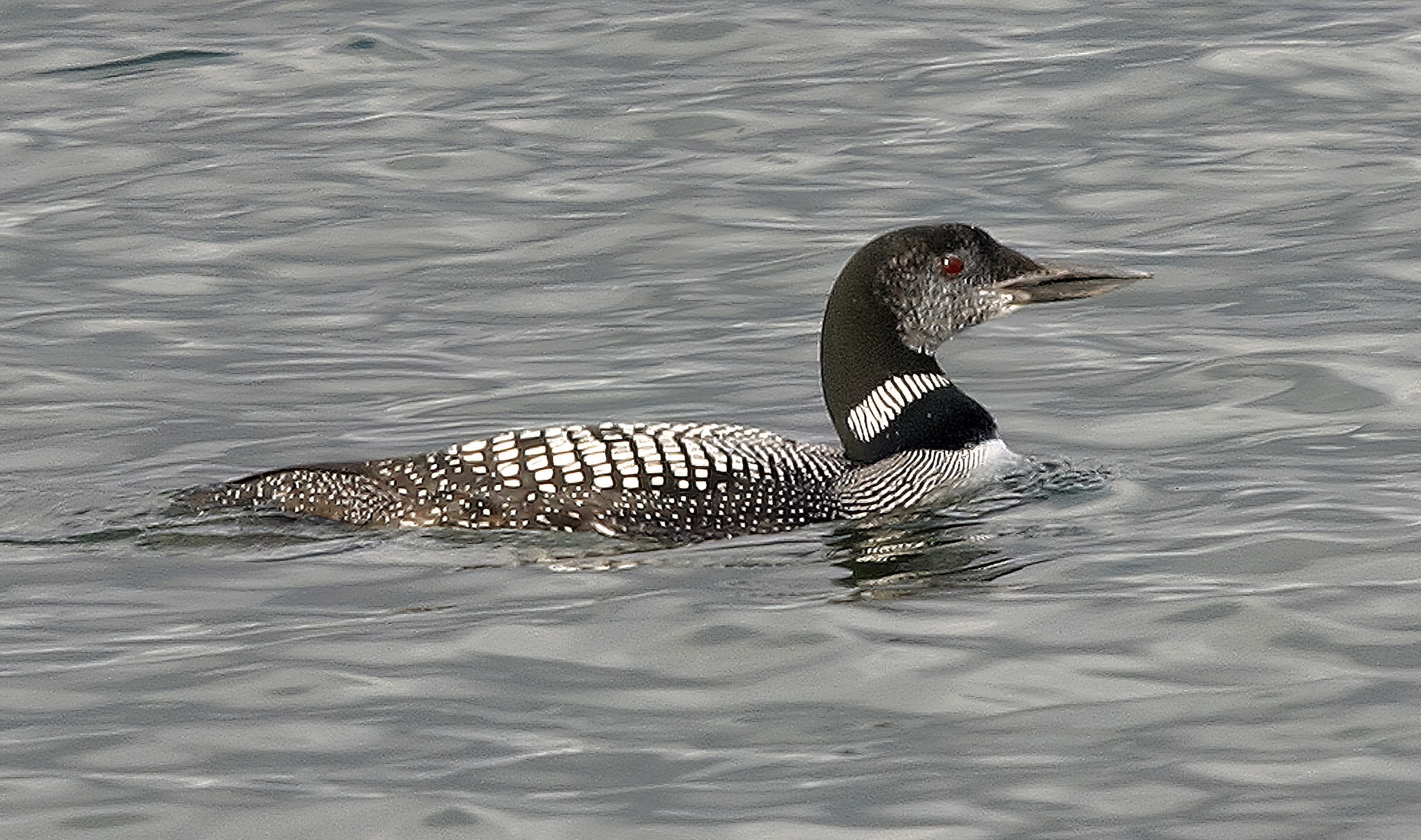 GreatNorthernDiver 141107 CovenhamRes RHarvey topaz denoise