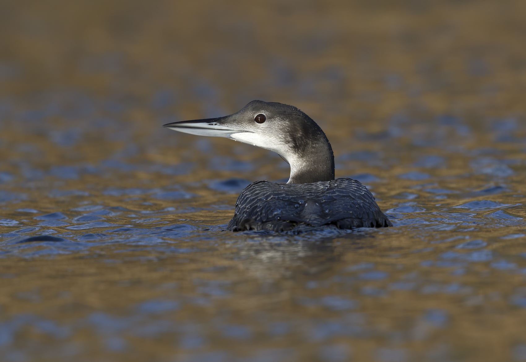 GreatNorthernDiver Dec2012 Ashbyville GPCatley