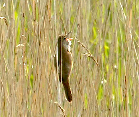 GreatReedWarbler2 June2000 ChapelPit RHarvey