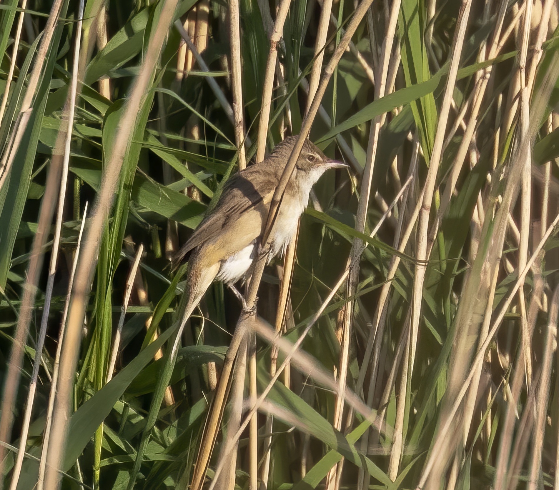 GreatReedWarbler 050616 Barton Pits GPCatley topaz enhance