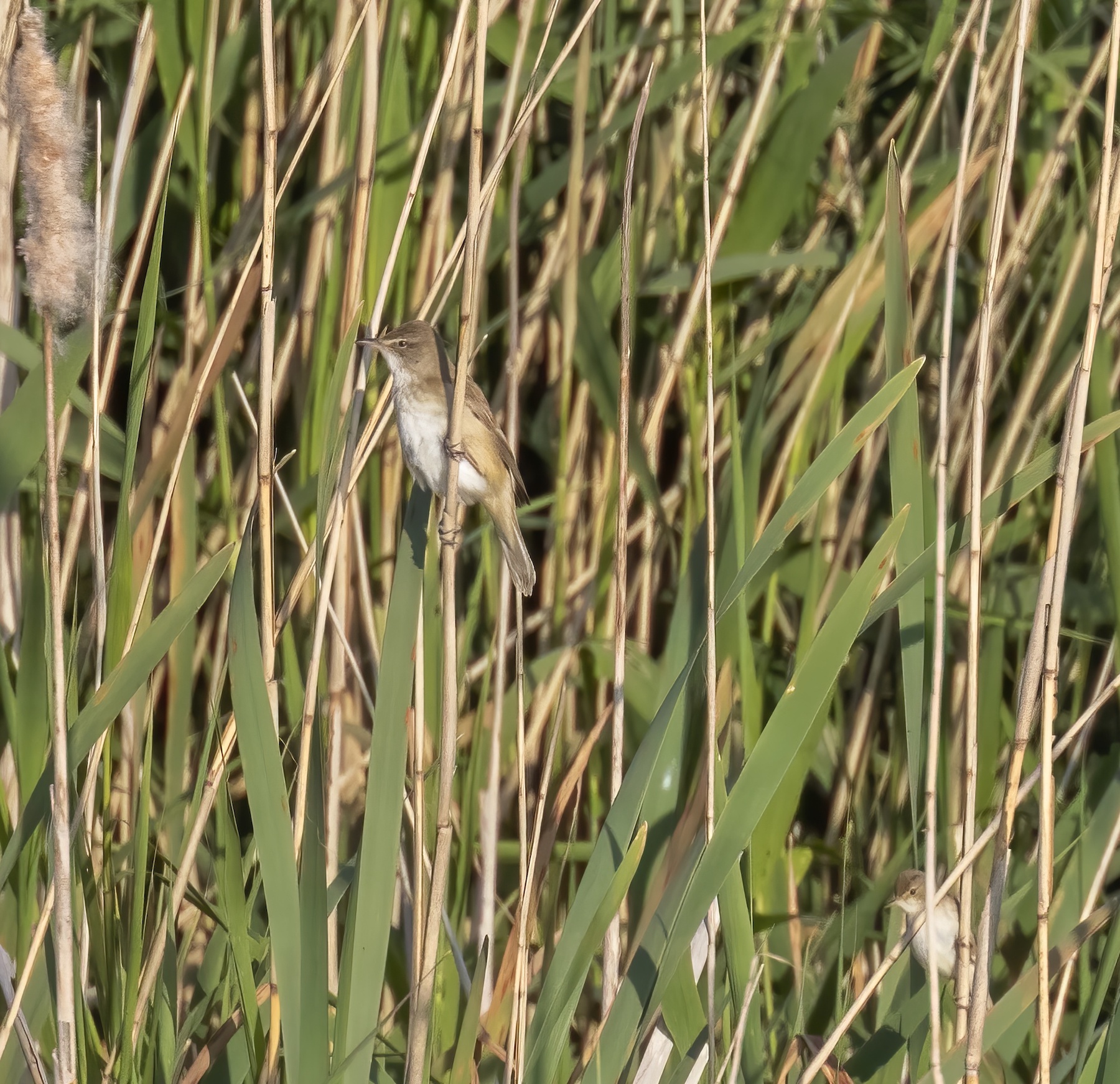 GreatReedWarblerandRW 050616 Barton Pits GPCatley topaz enhance