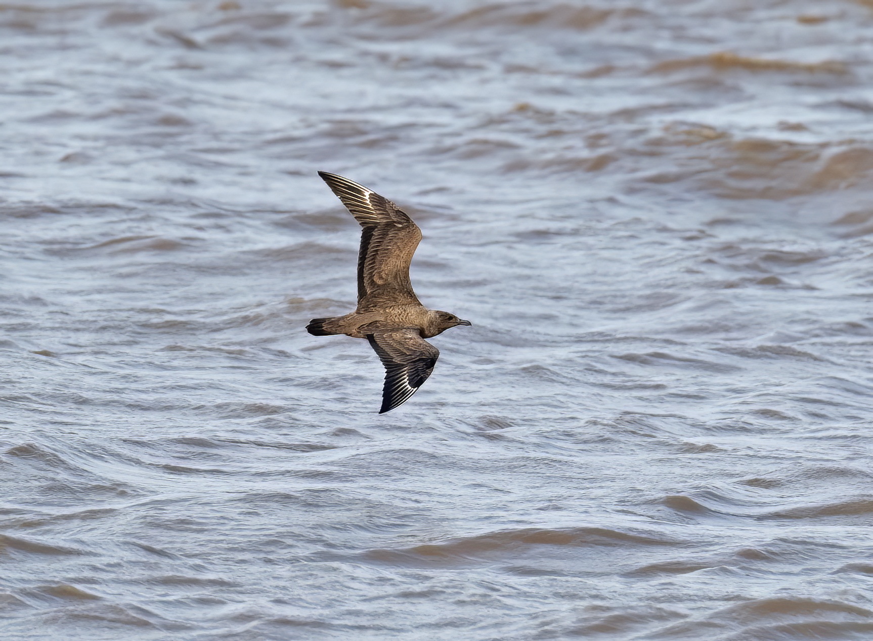 GreatSkua 241011 Barton GPCatley topaz denoise