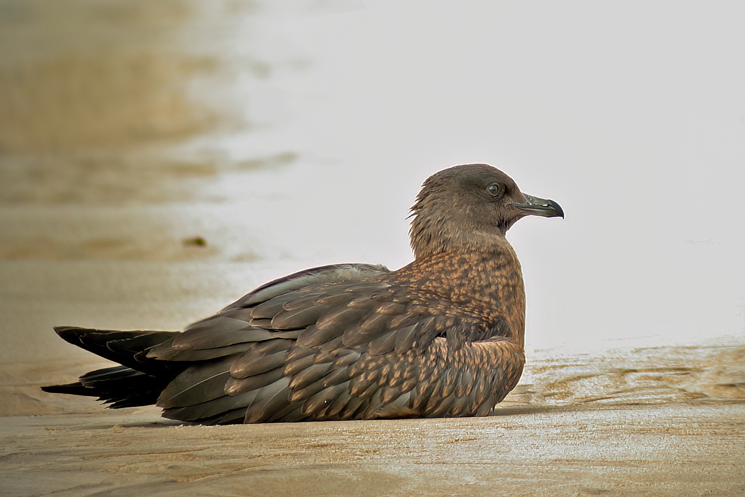 GreatSkua Sept2002 SaltfleetbyNNR MJTarrant topaz denoise