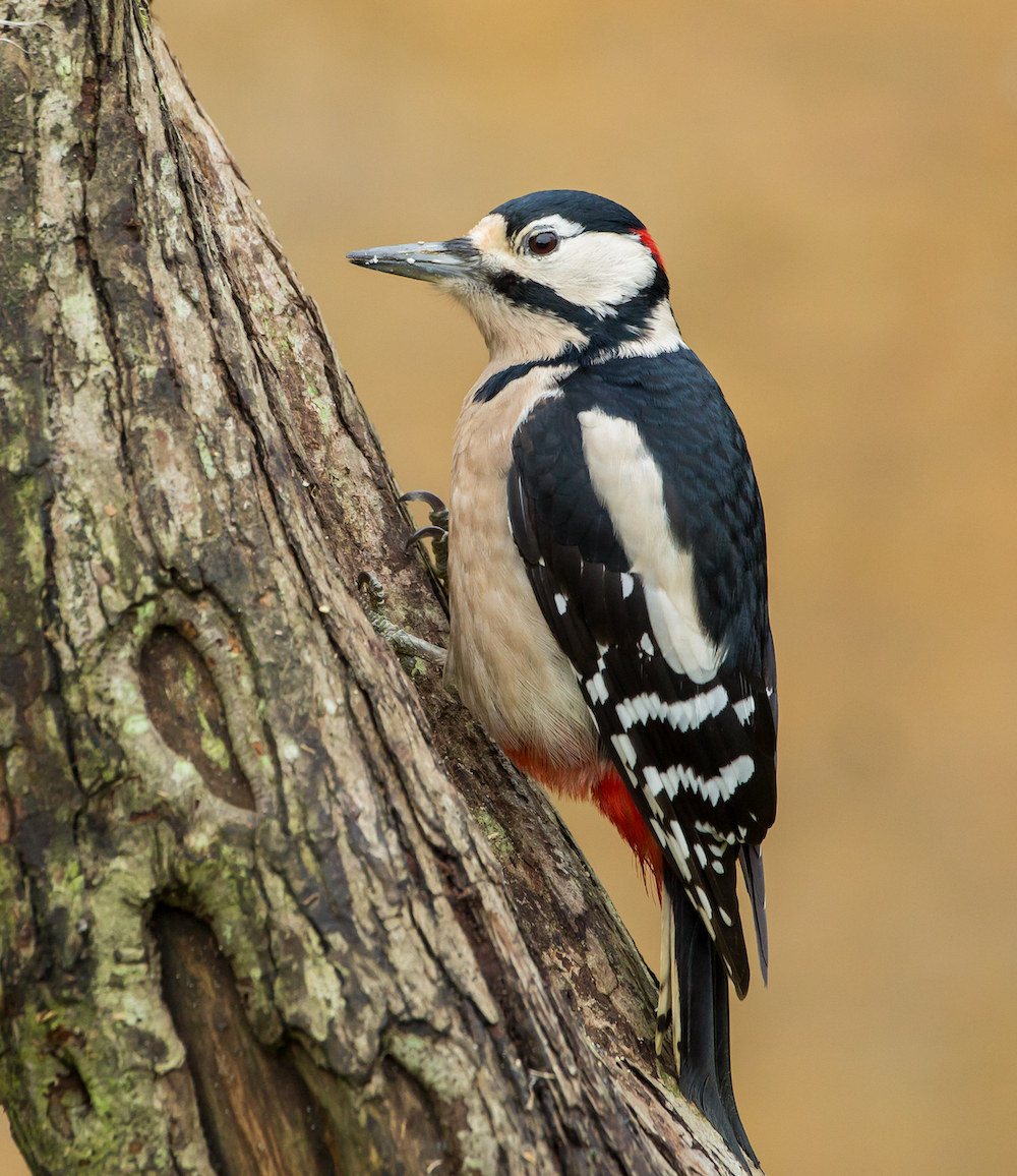 GreatSpottedWoodpecker 030116 NorthSomercotes MDJohnson