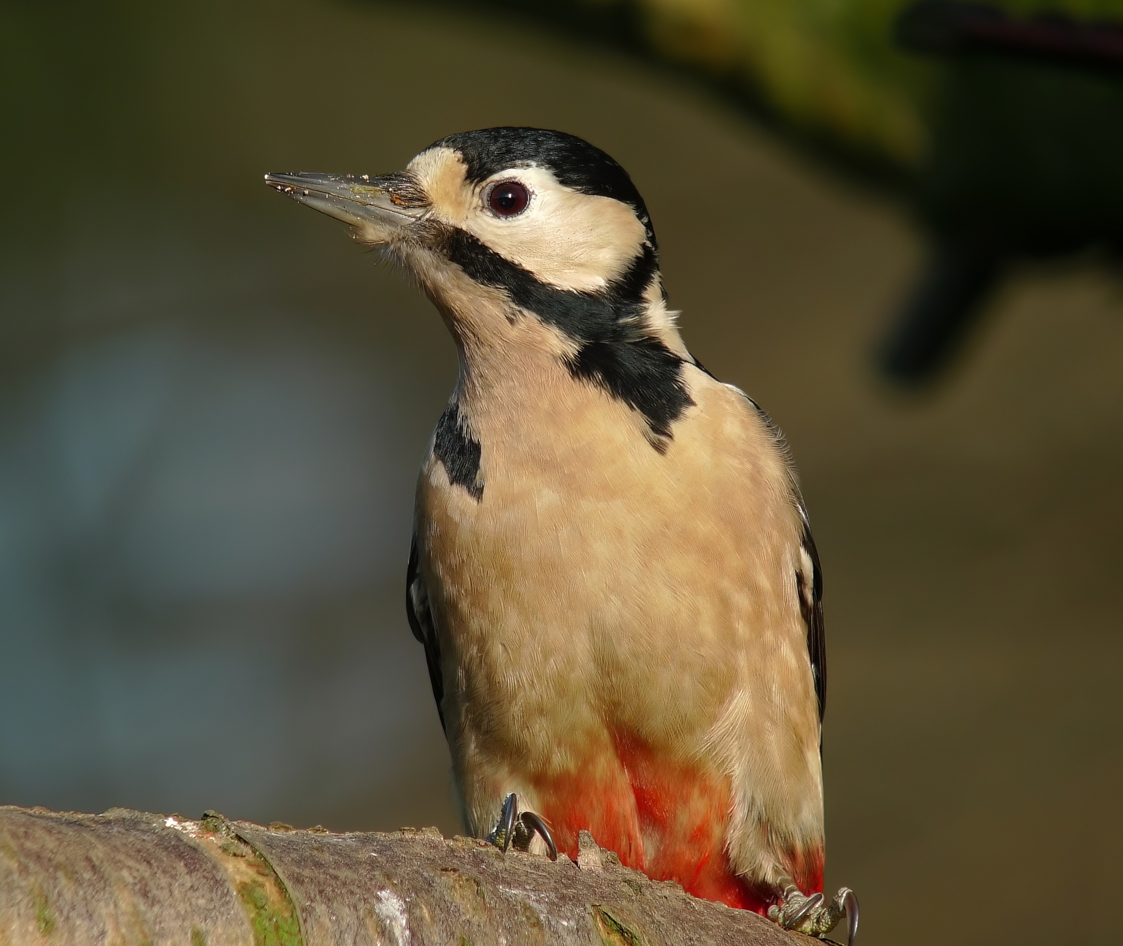 GreatSpottedWoodpecker AdF 030209 ChambersWood RHayes topaz denoise