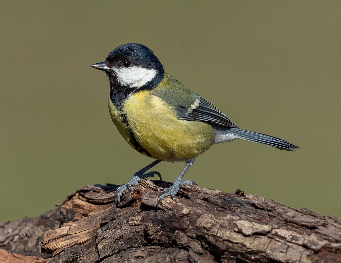 GreatTit 250320 NorthSomercotes MDJohnson