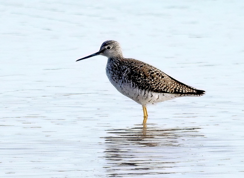 GreaterYellowlegs1 190507 Freiston SKeightley topaz denoise