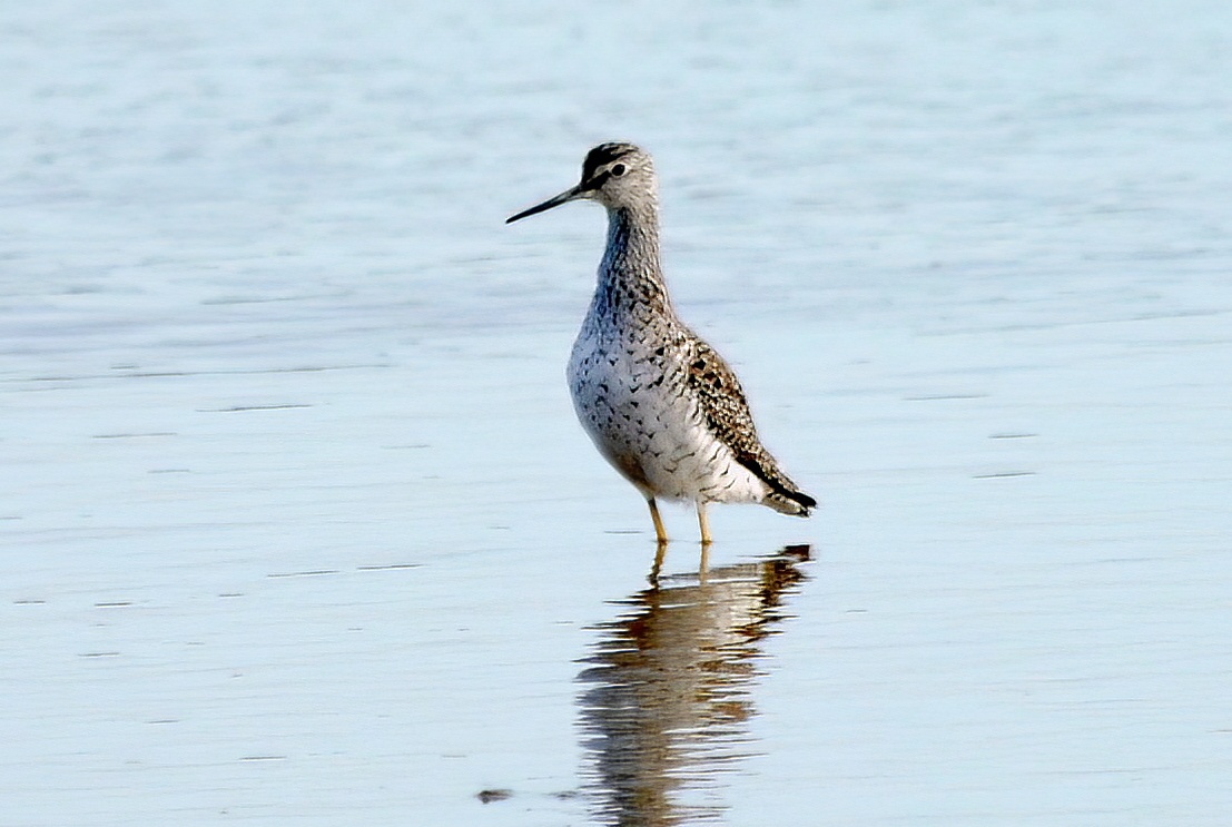 GreaterYellowlegs2 190507 Freiston SKeightley topaz denoise
