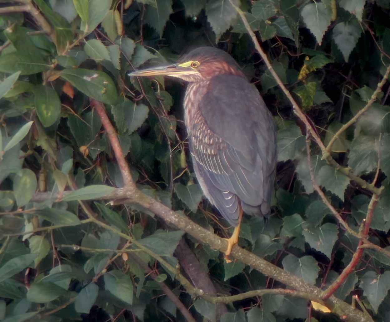 GreenHeron 240901 Messingham AdrianWebb SharpenAI Motion