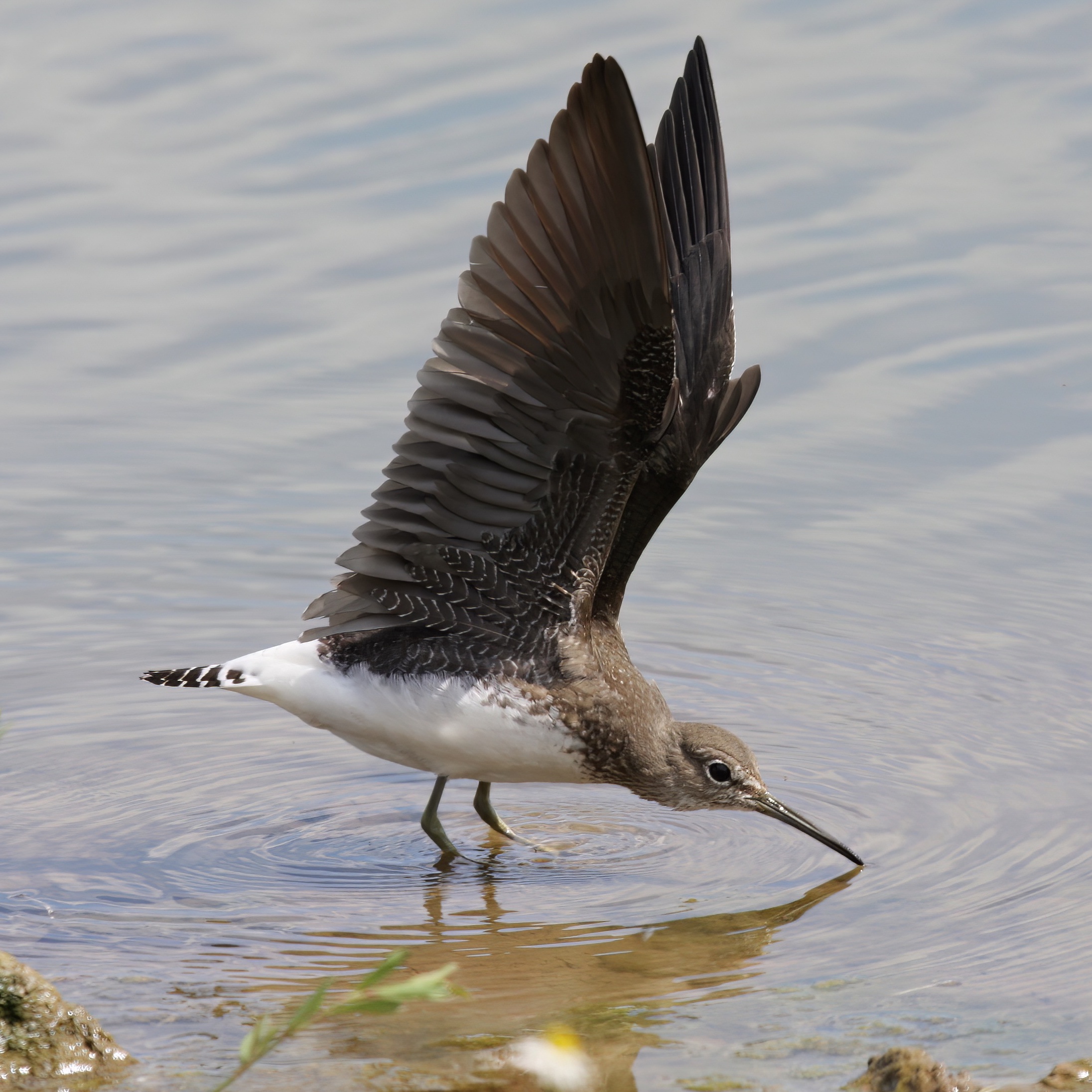 GreenSandpiper 110809 Freiston NeilSmith topaz denoise