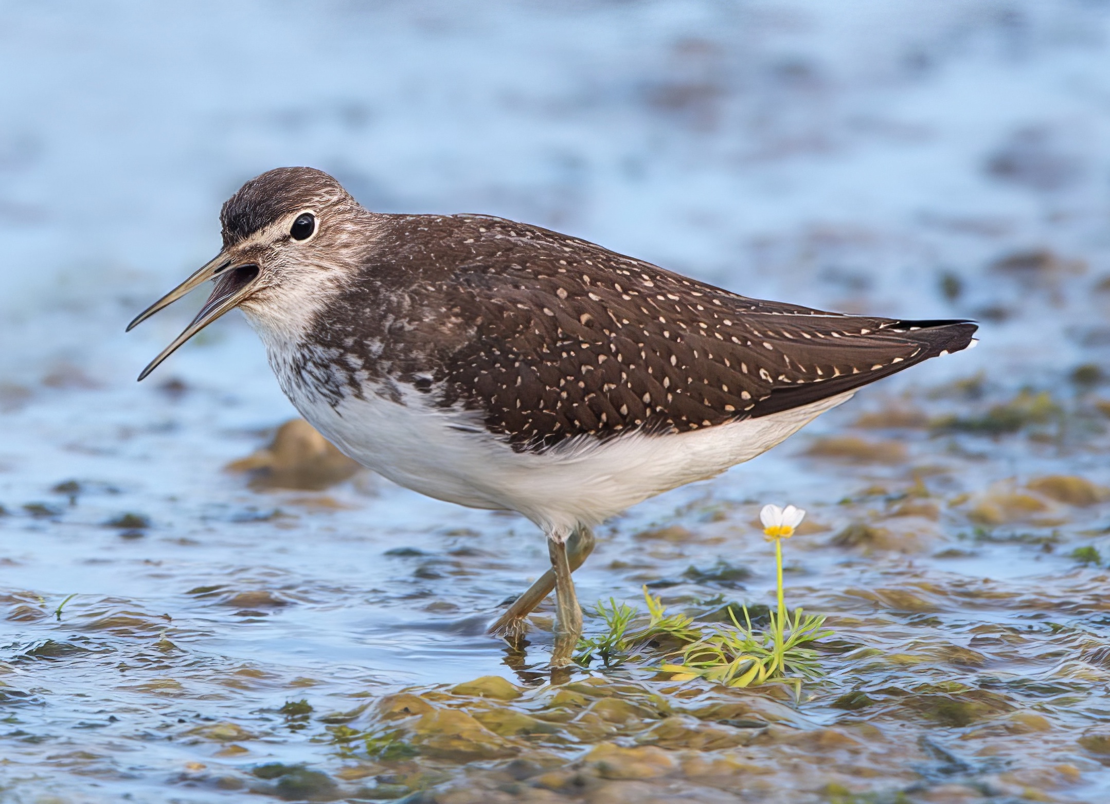 GreenSandpiper 110813 FramptonMarsh RTelfer topaz enhance