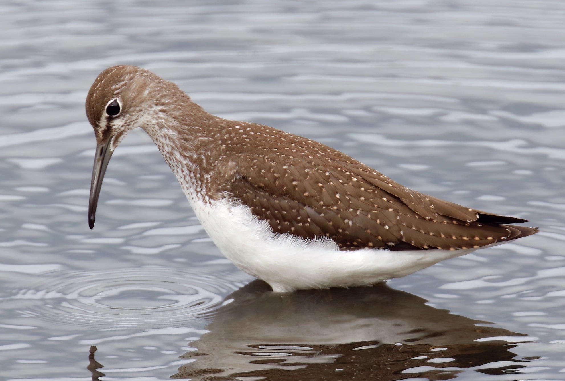GreenSandpiper August2018 Huttoft Pit MJTarrant topaz denoise