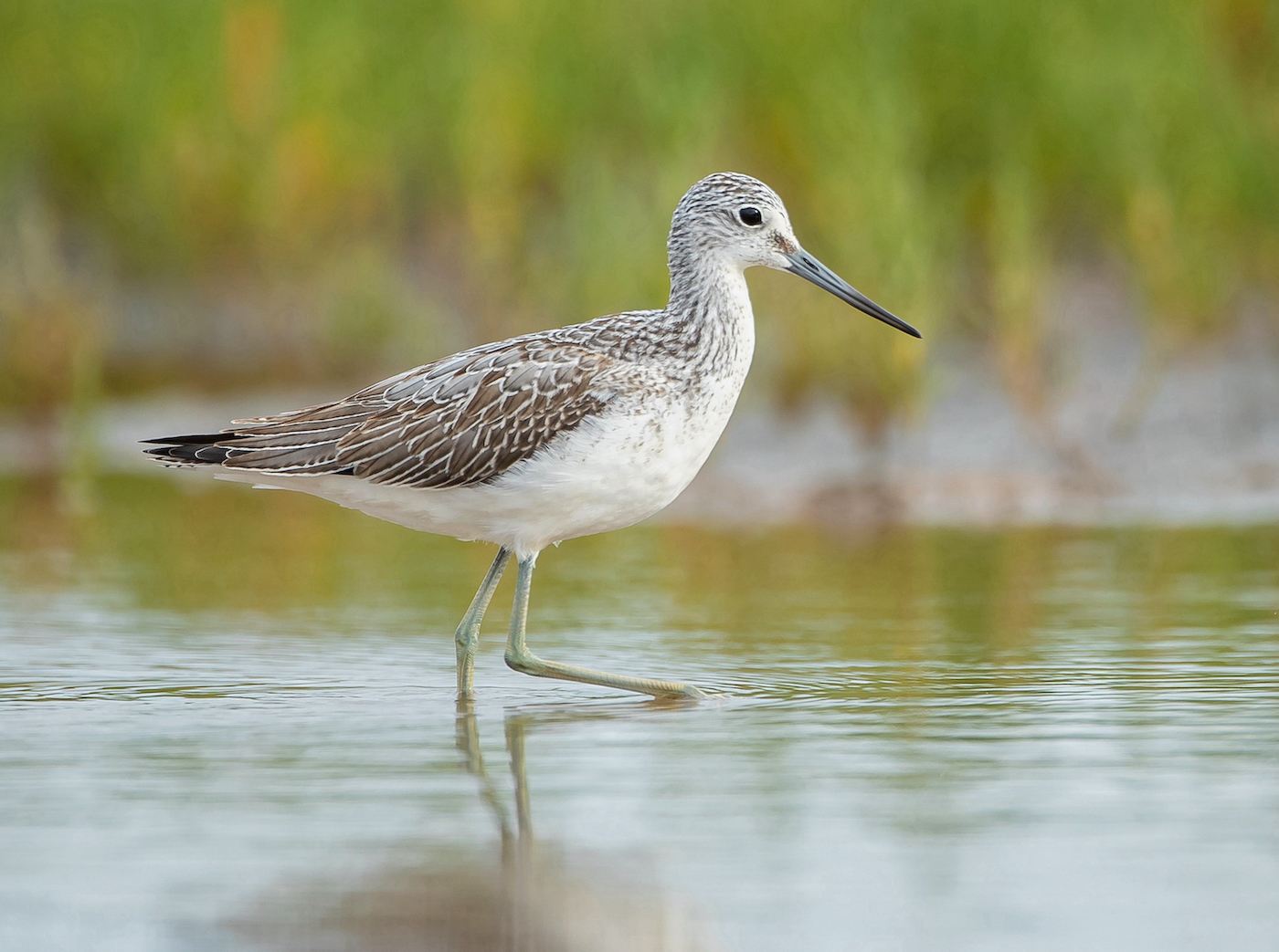 GreenShank 090918 DonnaNook MJohnson