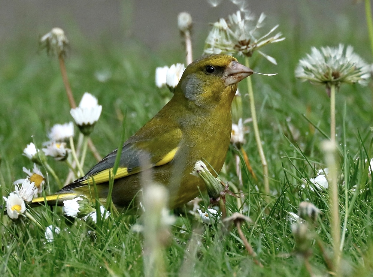 Greenfinch 190519 Lincoln ColinLea