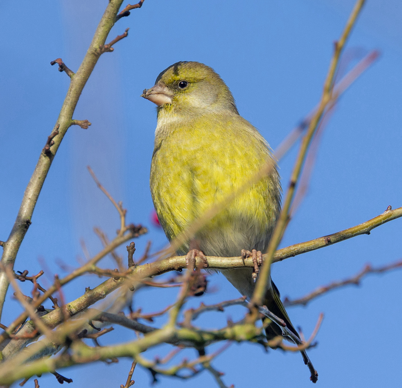 Greenfinch Dec2016 Barton GPCatley