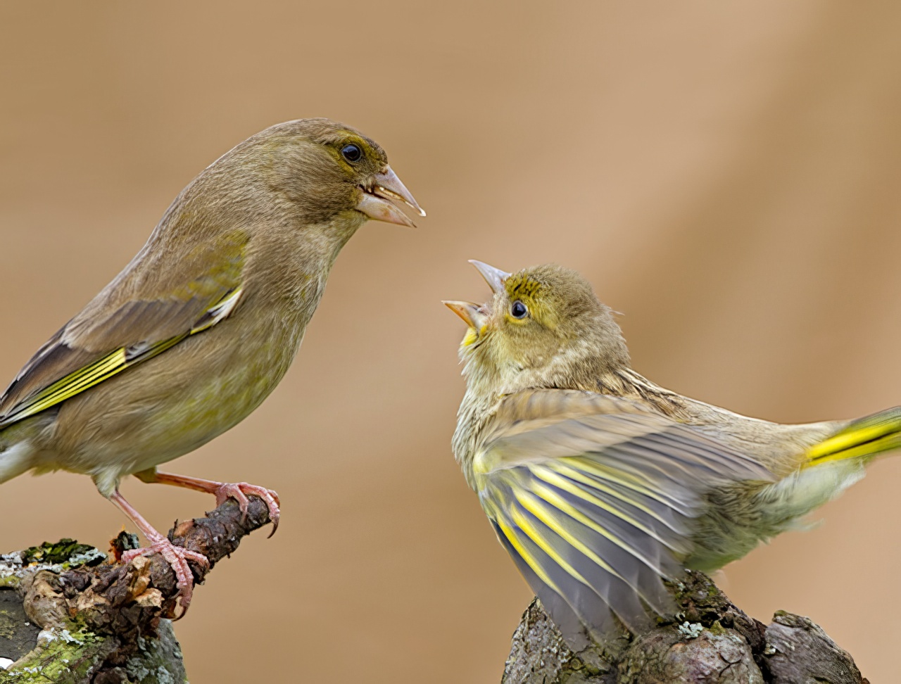 Greenfinches 050512 Hemingby RussTelfer 1 topaz enhance