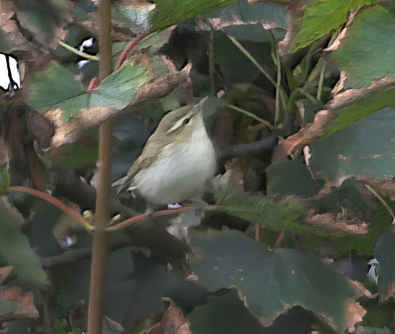 GreenishWbr 110905 SaltfleetHaven GPCatley