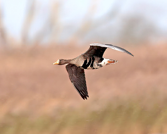 GreenlandWFGoose 291115 Alkborough GPCatley SharpenAI Motion