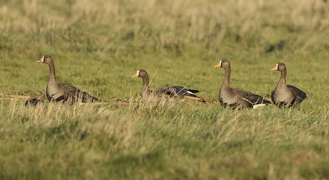 GreenlandWhiteFrontedGeese January2012 Alkborough GPCatley