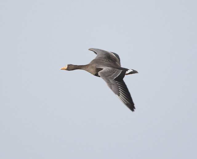 GreenlandWhiteFrontedGoose2 291115 Alkborough GPCatley