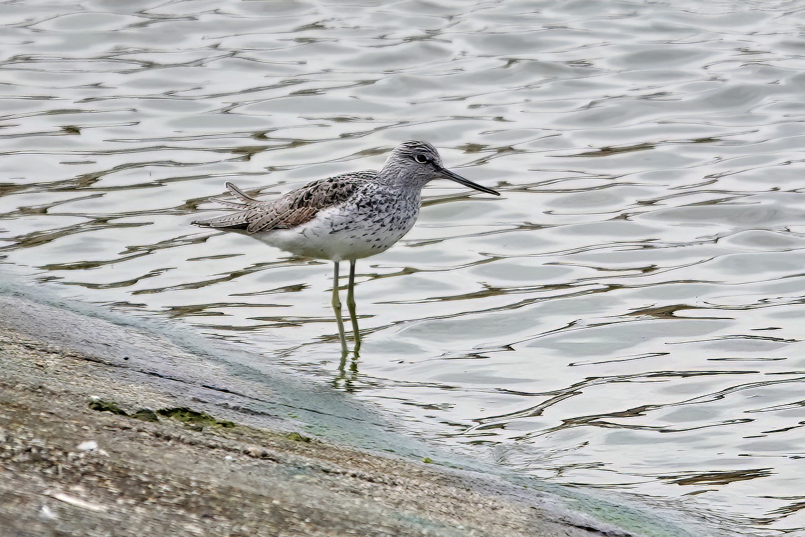 Greenshank Covenham 280421 PAH topaz denoise