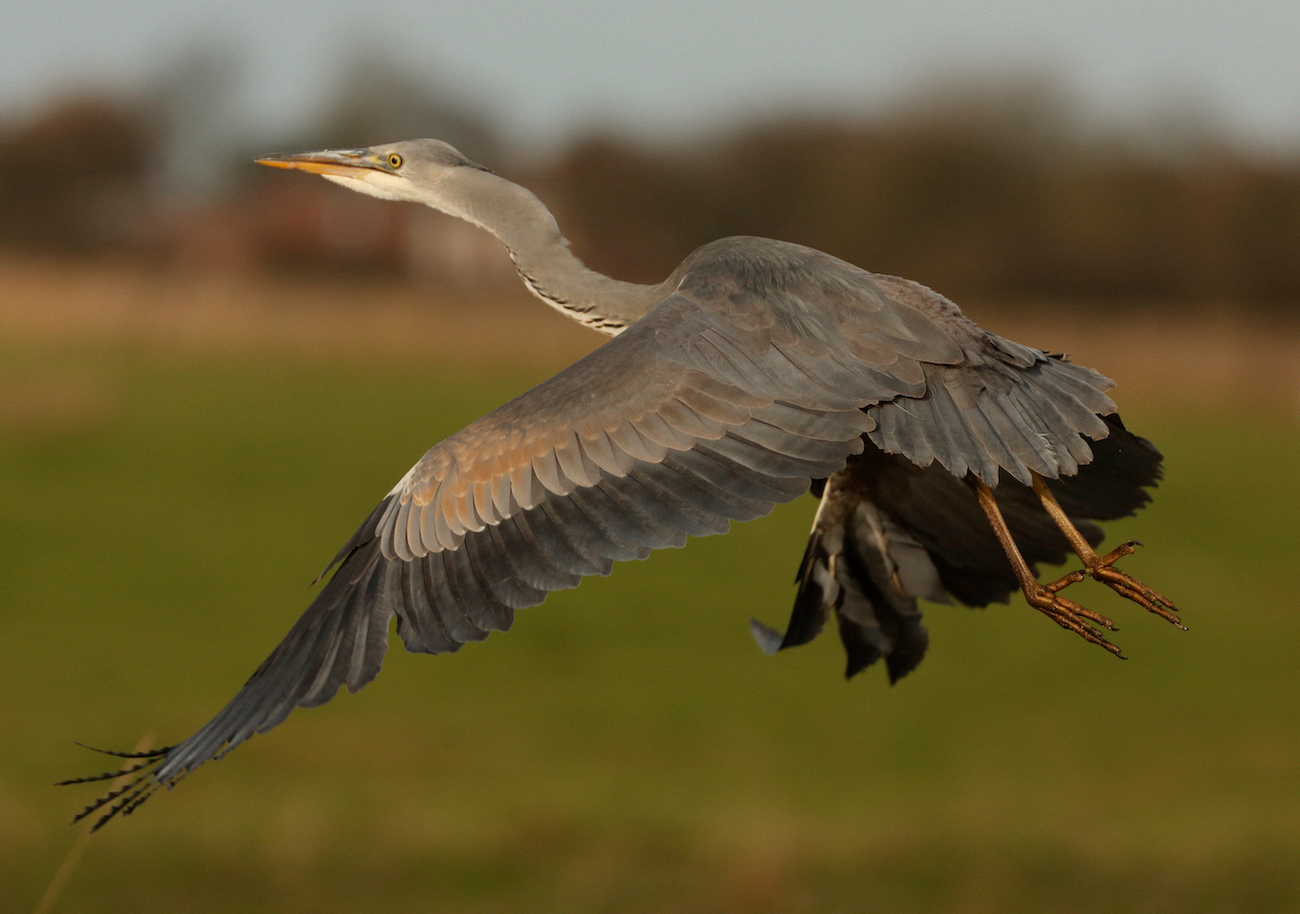 GreyHeron 161115 SkidbrookeIngs BMClarkson