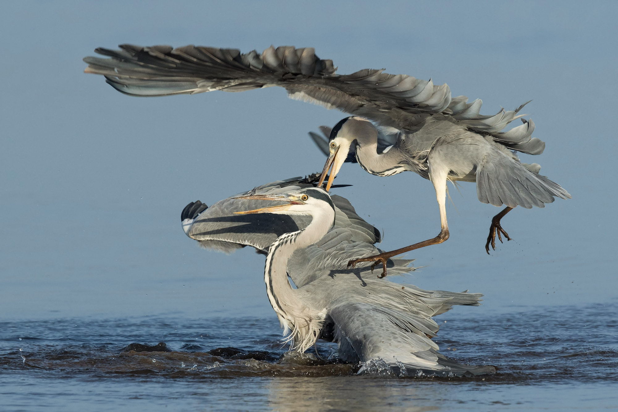 GreyHeron 171117 Alkborough GPCatley