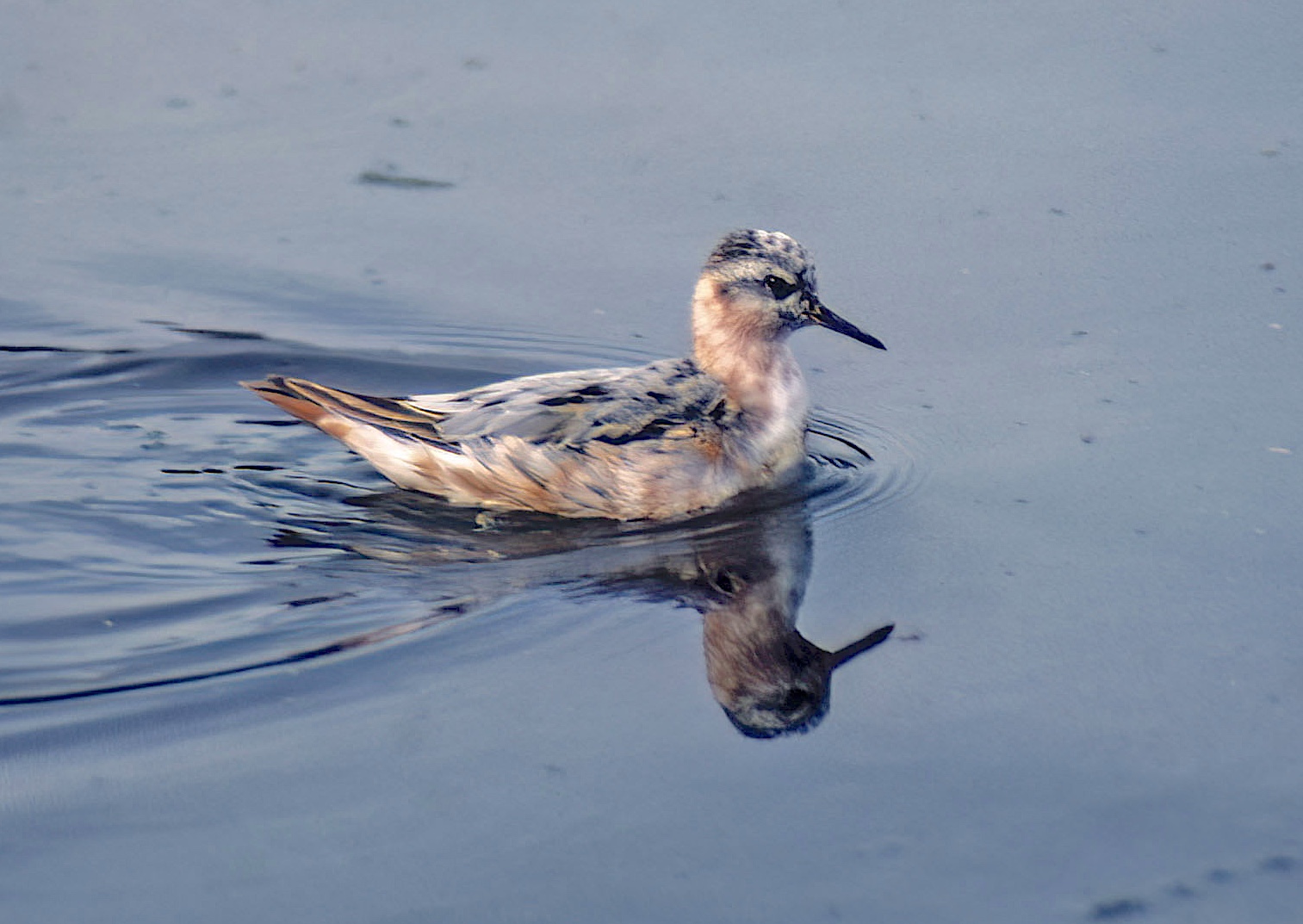 GreyPhalarope Barton Pits August12th 1985 GPC