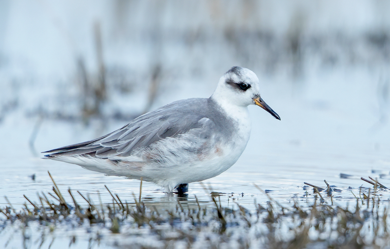 GreyPhalarope ParadisePoolSaltfleet 050420 MJohnson