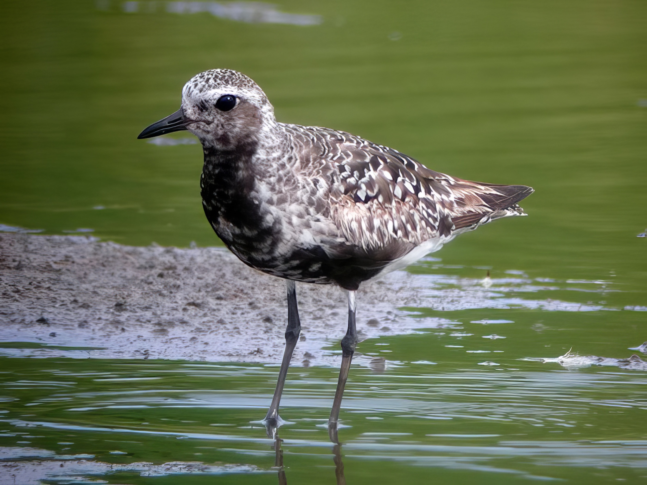 GreyPlover 120807 GibPoint RHayes topaz enhance
