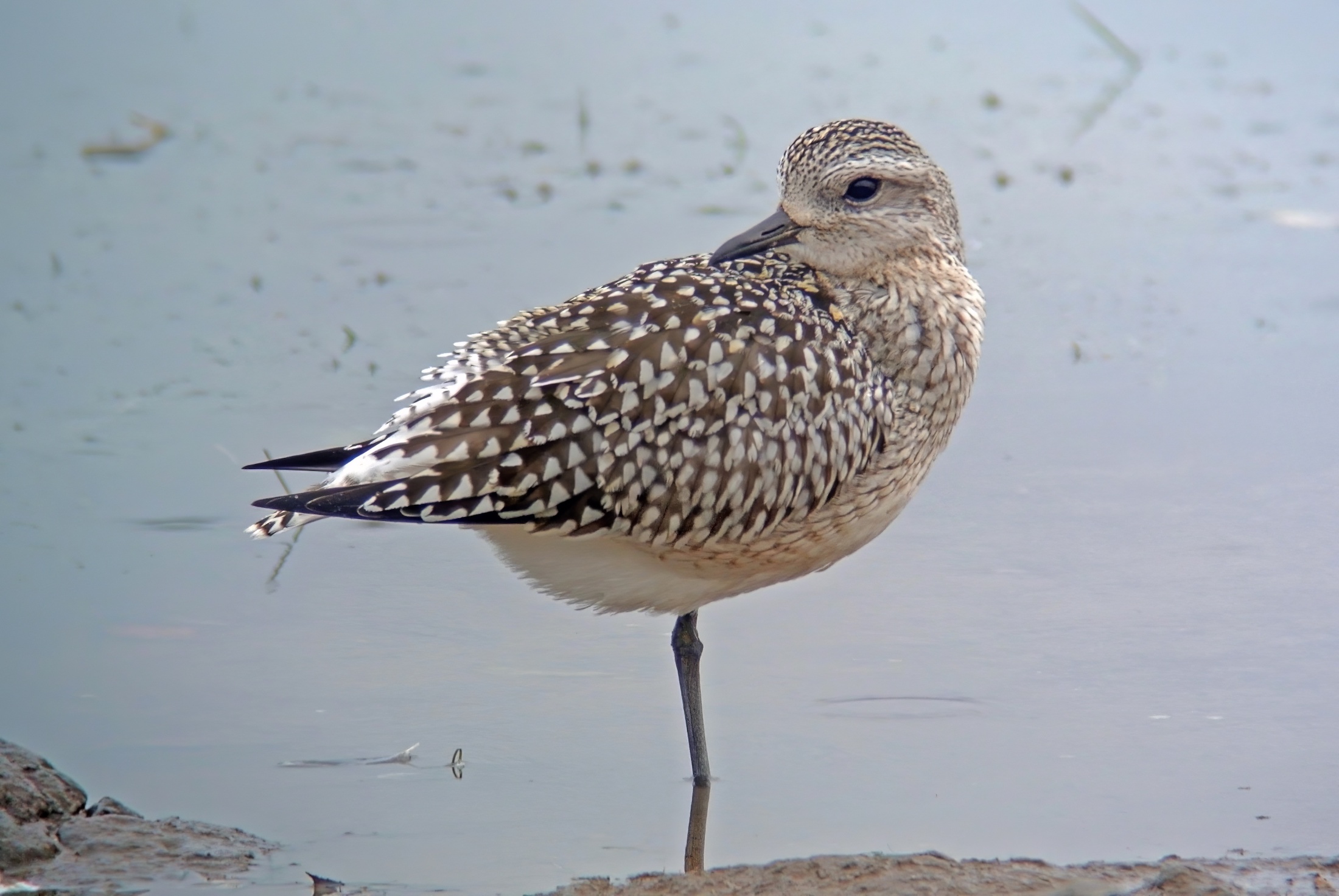 GreyPlover 221013 Freiston PSullivan topaz denoise