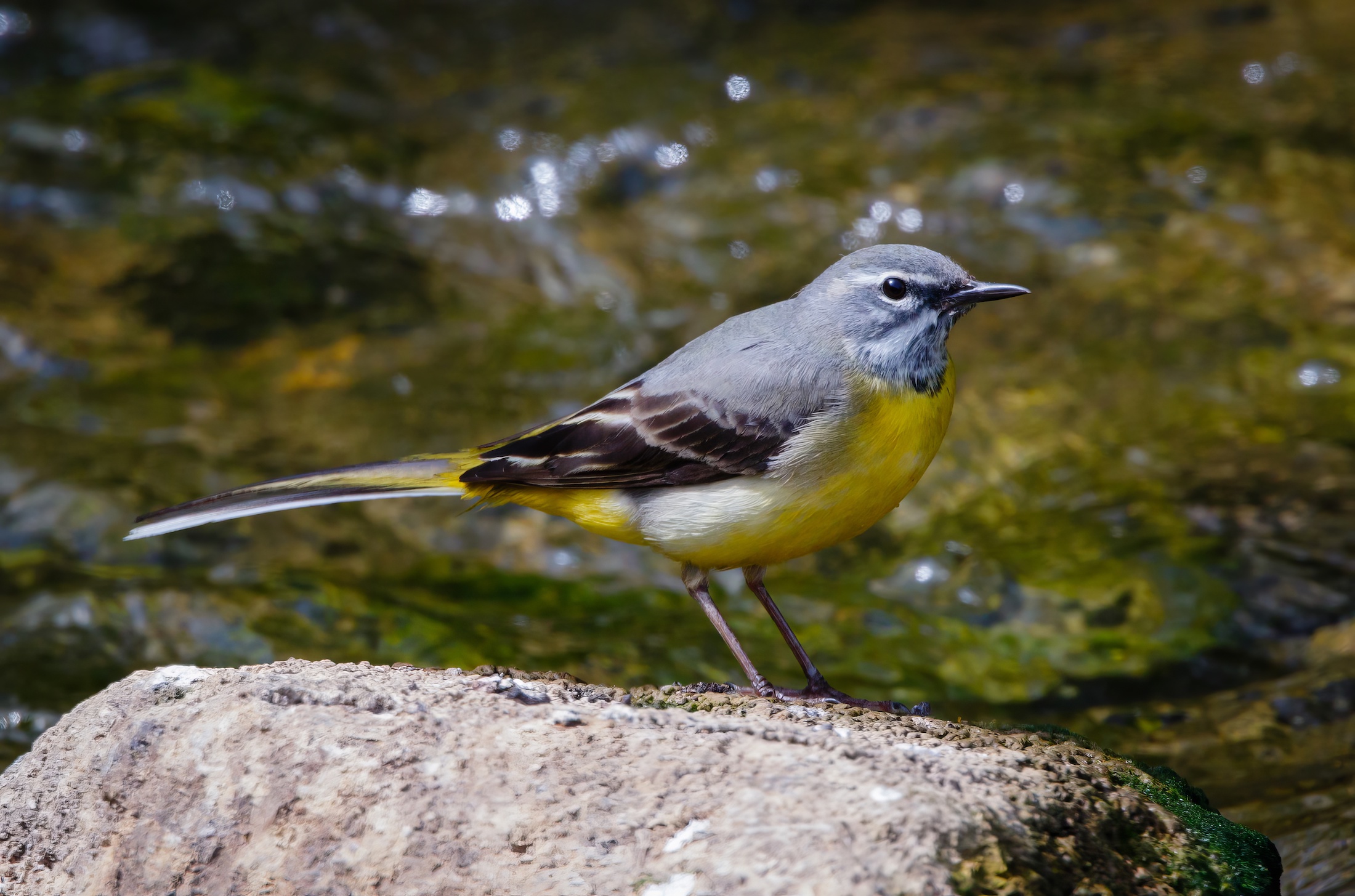 GreyWagtail 060516 Louth JRClarkson topaz enhance