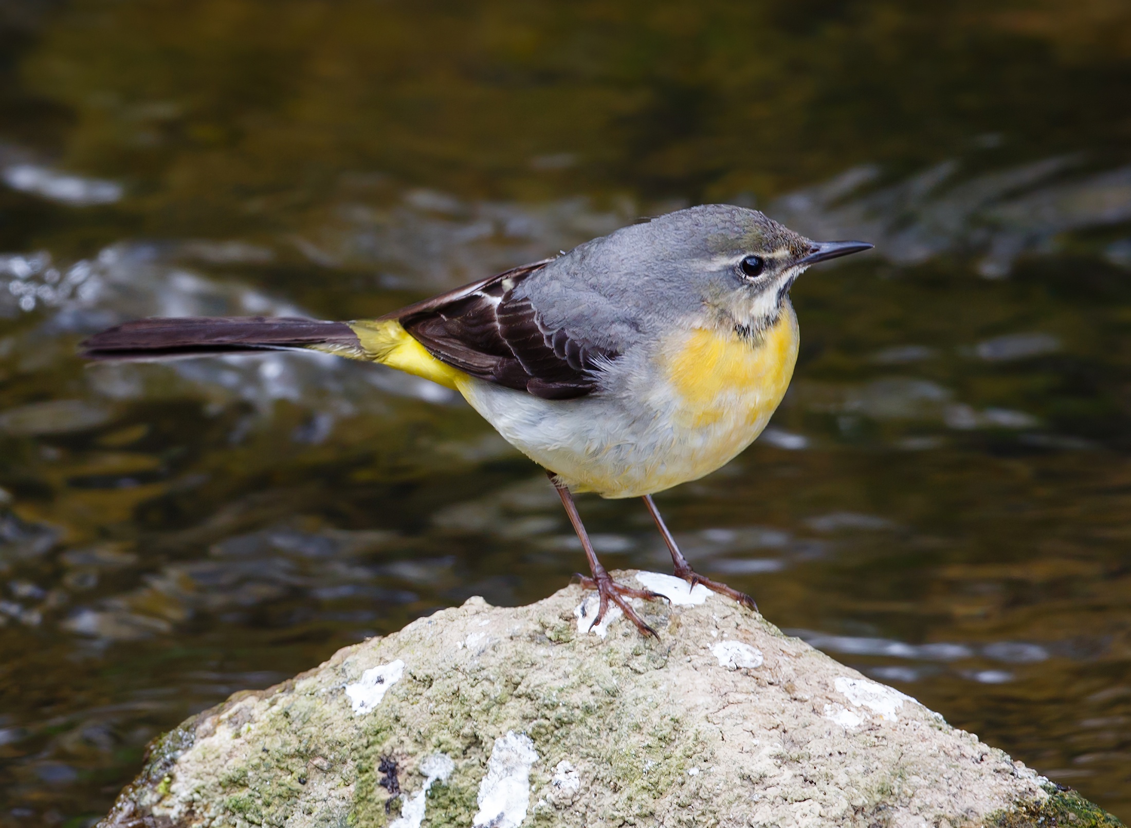 GreyWagtail 190415 Louth JRClarkson topaz enhance